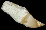 Fossil Rooted Unidentified Mosasaur Tooth - Morocco #117047-1